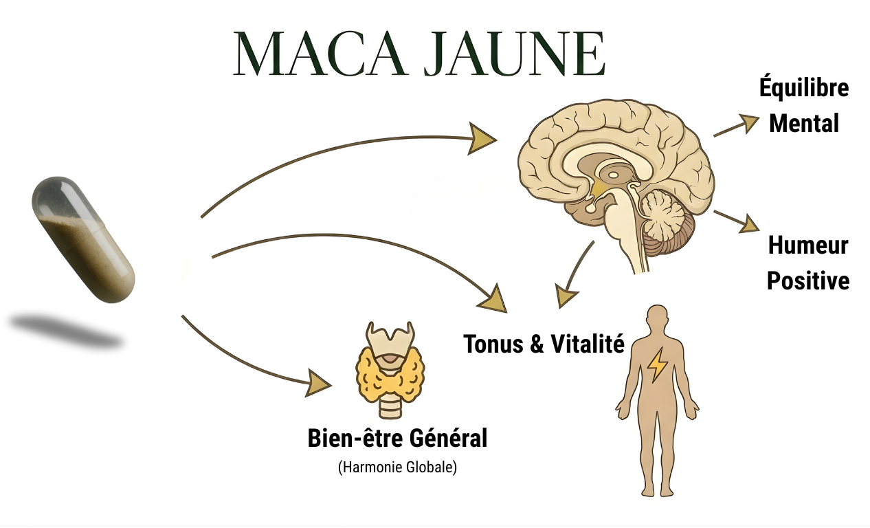 Maca pure jaune