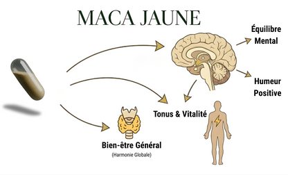 Maca pure jaune