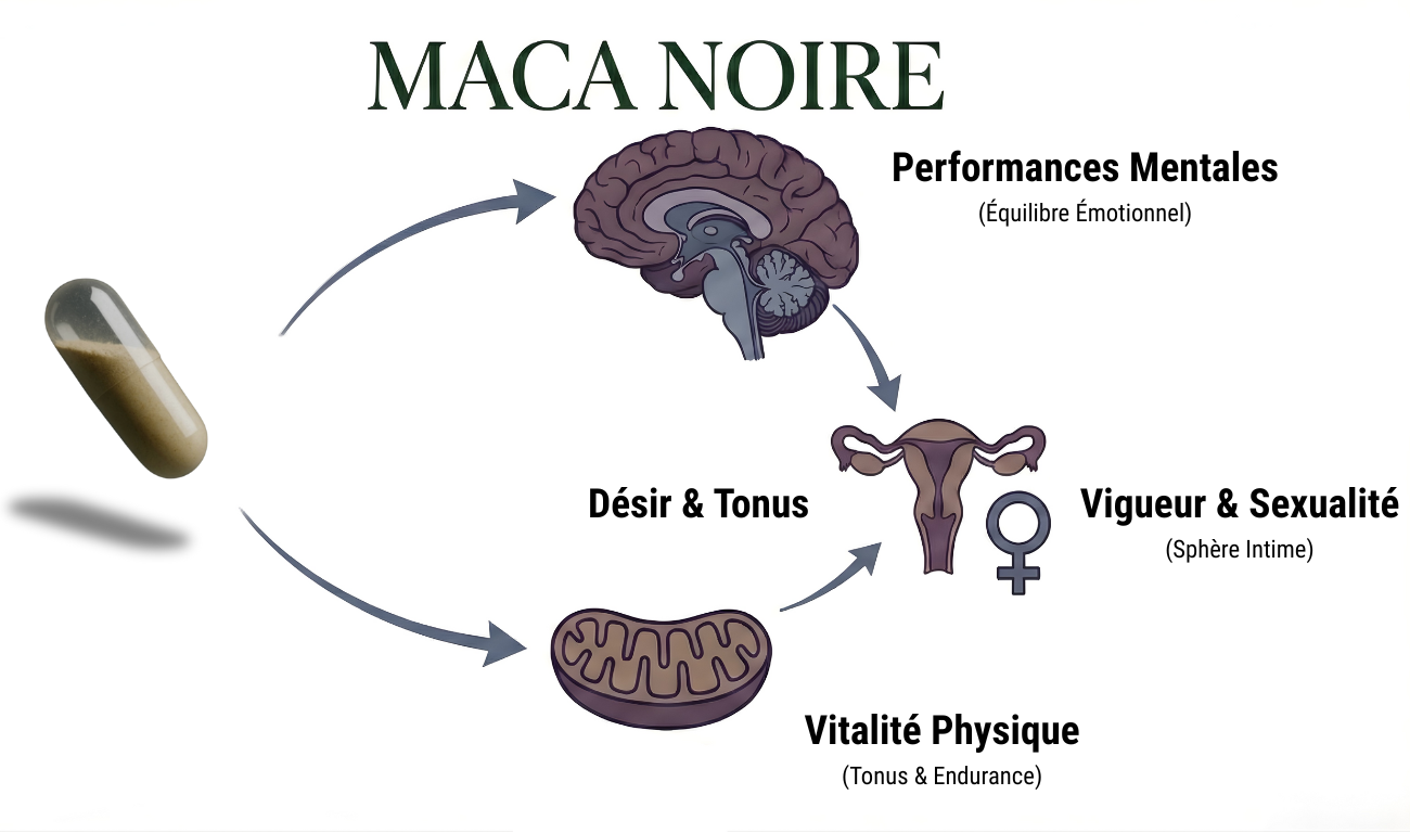 Maca pure noire
